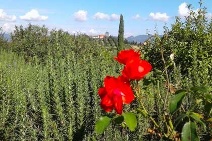 Romantique_Agritourisme_Toscane